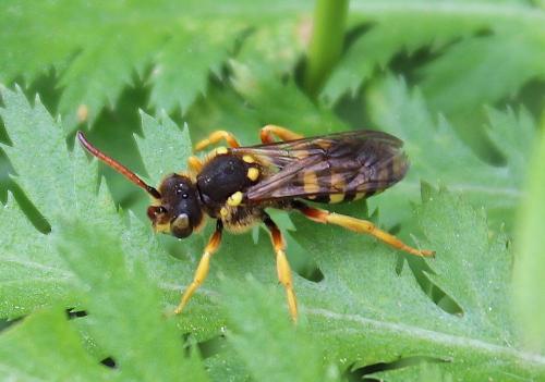 Nomada sexfasciata